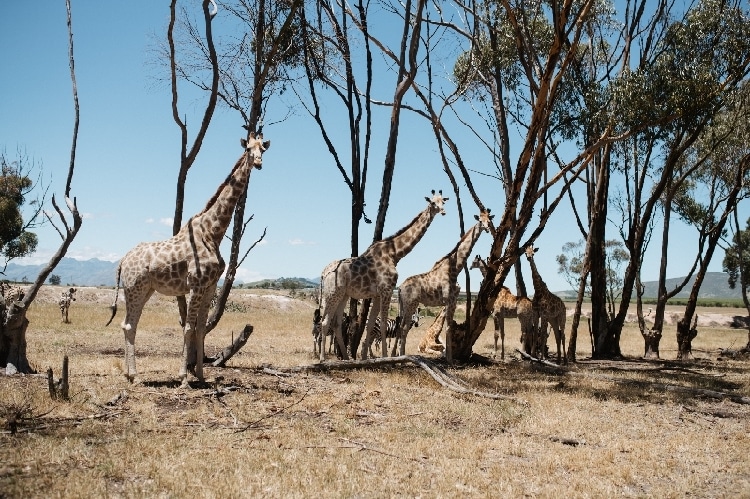 SOS Africa's Western Cape staff and children embark on an end of year outing to Villiera Wildlife Sanctuary