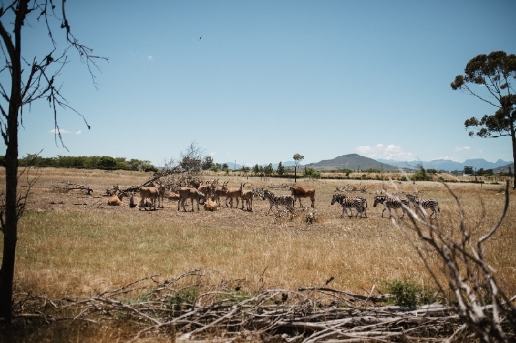 SOS Africa's Western Cape staff and children embark on an end of year outing to Villiera Wildlife Sanctuary