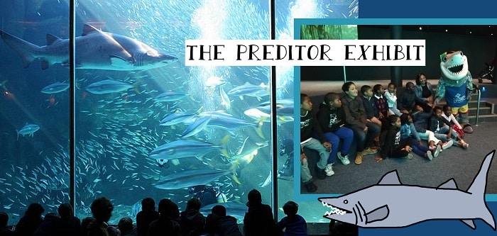 SOS Africa Charity Children Visit The Two Oceans Aquarium in Cape Town